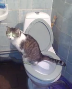 uMBLrBv716E2.webp