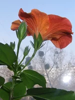 orange.webp