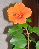 orange1.webp