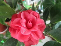 ramdisk_crop_46061054_tP4A.webp