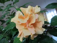 ramdisk_crop_46098425_3OPW.webp