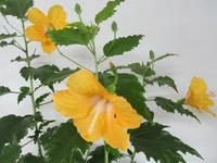 ramdisk_crop_46098344_Mtd9e.webp