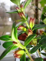 DSC03917.webp