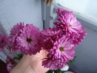 DSC03911.webp