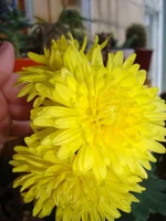 DSC03919.webp