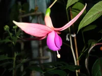 DSC03892.webp