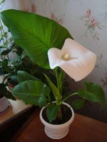 DSC03908.webp