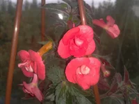 2013_09_06_09_18_19.webp