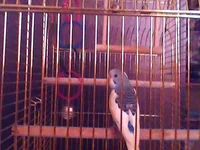.webp