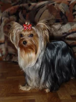 IMGP2369.webp