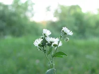 IMG_9031.webp