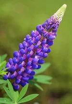 2454935456_c6ae01b6f9_b.webp