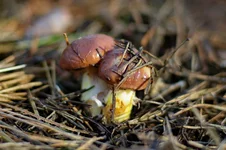 IMGP9696_1100.webp
