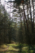 IMGP9754_960.jpg
