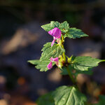 IMGP9773_960.jpg