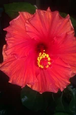 IMAG0821.webp