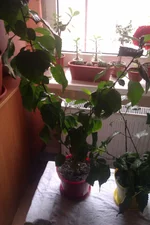 IMAG0796.webp