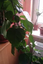 IMAG0798.webp
