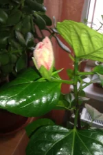 IMAG0807.webp