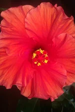 IMAG0810.webp