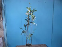  жасмин 001_640x480.webp