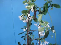  жасмин 002_640x480.webp