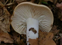 IMGP9929_1100.webp