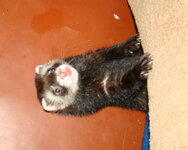 DSC08669лрпр.jpg