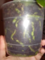 PA260098.webp