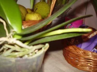 PA260101.webp