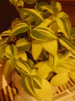 PA260107.webp