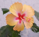  Саймон 008.webp