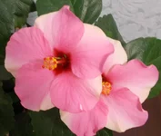  006.webp