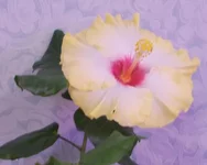  диего сан второй день цветения 010.webp