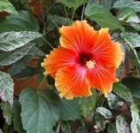  250.webp