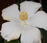  фото n 083.webp