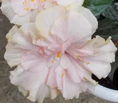 . 019.webp