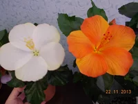  и белый 009.webp