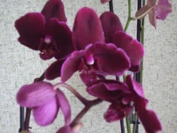 P7110101.webp