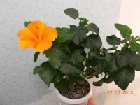  цветет 008.webp