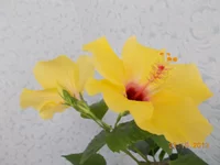  010.webp