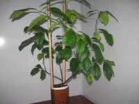  цитруса 001_640x480.webp