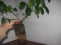  цитруса 002_640x480.webp