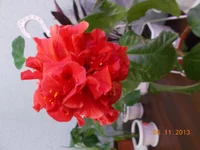  гибик 002.webp