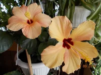  фото n 026.webp
