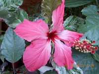  306.webp