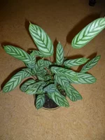 P1030267_resize.webp