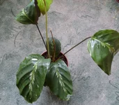P1030276_resize.webp