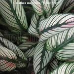 Calathea_majestica_White_Star2.webp