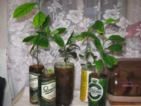  5шт с косточки_640x480.webp